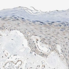 Immunohistochemical staining of human skin shows very weak positivity in squamous epithelial cells as expected.