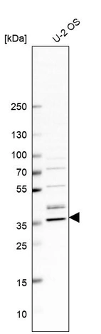 Western blot analysis in human cell line U-2 OS.