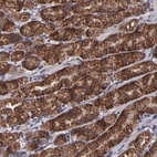 Anti-TIMM9 Antibody