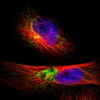 Immunofluorescent staining of human cell line U-251 MG shows localization to mitochondria.