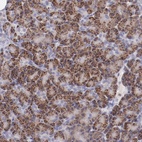 Anti-TRAF3 Antibody