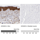 Anti-AHNAK2 Antibody