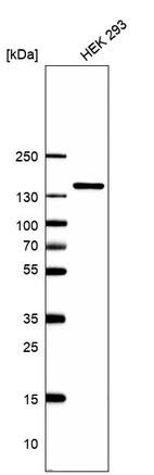 Western blot analysis in human cell line HEK 293.