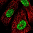 Immunofluorescent staining of human cell line U-2 OS shows localization to nucleus & vesicles.