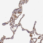 Anti-SRRD Antibody