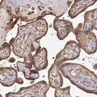 Immunohistochemical staining of human placenta shows moderate to strong cytoplasmic/membranous positivity in trophoblastic cells.
