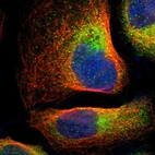 Immunofluorescent staining of human cell line U-2 OS shows localization to cytosol.