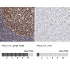 Anti-POLA1 Antibody