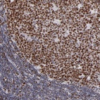 Anti-POLA1 Antibody