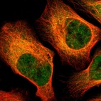 Immunofluorescent staining of human cell line U-2 OS shows localization to nucleoplasm & cytosol.
