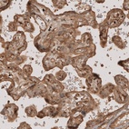 Anti-CSPG4 Antibody