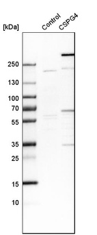 Western blot analysis in control (vector only transfected HEK293T lysate) and CSPG4 over-expression lysate (Co-expressed with a C-terminal myc-DDK tag (~3.1 kDa) in mammalian HEK293T cells, LY419670).
