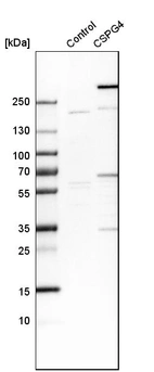 Western blot analysis in control (vector only transfected HEK293T lysate) and CSPG4 over-expression lysate (Co-expressed with a C-terminal myc-DDK tag (~3.1 kDa) in mammalian HEK293T cells, LY419670).