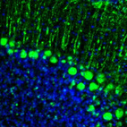 Immunofluorescence staining of mouse cerebellum shows strong positivity in Purkinje cells.