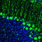 Immunofluorescence staining of mouse cerebellum shows strong positivity in Purkinje cells.
