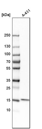 Western blot analysis in human cell line A-431.