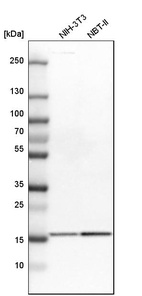 Western blot analysis in mouse cell line NIH-3T3 and rat cell line NBT-II.