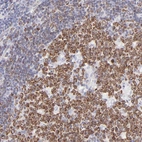 Immunohistochemical staining of human lymphoid tissues shows strong membranous positivity in germinal center cells.