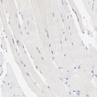Immunohistochemical staining of human skeletal muscle shows no membranous positivity in myocytes as expected.