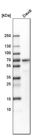 Western blot analysis in human cell line Daudi.