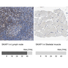 Anti-SKAP1 Antibody