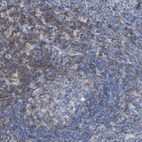Immunohistochemical staining of human lymph node shows high expression.