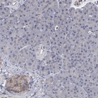 Anti-CEP97 Antibody