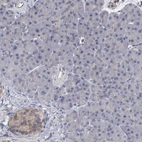 Immunohistochemical staining of human pancreas shows low expression as expected.