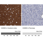 Anti-CADM3 Antibody