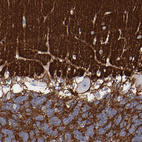 Anti-CADM3 Antibody