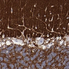 Immunohistochemical staining of human cerebellum shows strong positivity in neuropil.