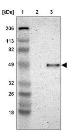 Anti-CADM3 Antibody