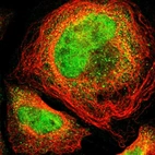 Immunofluorescent staining of human cell line U-2 OS shows localization to nucleoplasm & cytosol.