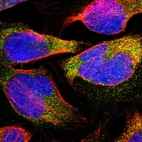 Immunofluorescent staining of human cell line U-2 OS shows localization to cytosol.