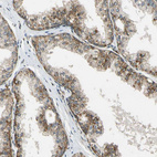 Anti-LAMTOR1 Antibody