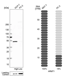 Western blot analysis in human cell line MCF-7 and human cell line PC-3.