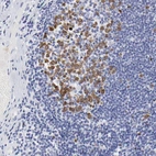 Immunohistochemical staining of human tonsil shows nuclear positivity in germinal center cells.