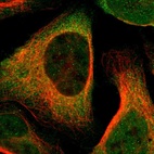 Immunofluorescent staining of human cell line U-2 OS shows localization to nucleus & cytosol.