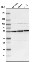 Western blot analysis in mouse cell line NIH-3T3, rat cell line NBT-II and rat cell line pC12.