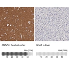 Anti-GNAZ Antibody