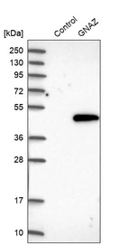 Western blot analysis in control (vector only transfected HEK293T lysate) and GNAZ over-expression lysate (Co-expressed with a C-terminal myc-DDK tag (~3.1 kDa) in mammalian HEK293T cells, LY400764).