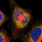 Immunofluorescent staining of human cell line U-2 OS shows localization to vesicles.