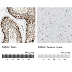 Anti-ASB9 Antibody