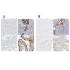 Immunohistochemical staining of human cerebral cortex, pancreas, skeletal muscle and testis using Anti-ASB9 antibody HPA003014 (A) shows similar protein distribution across tissues to independent antibody HPA003060 (B).