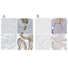 Immunohistochemical staining of human cerebral cortex, pancreas, skeletal muscle and testis using Anti-ASB9 antibody HPA003014 (A) shows similar protein distribution across tissues to independent antibody HPA003060 (B).