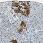 Immunohistochemical staining of human pancreas shows strong granular cytoplasmic positivity in the islets of Langerhans.