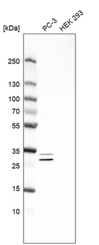 Western blot analysis in human cell line PC-3 and human cell line HEK 293.