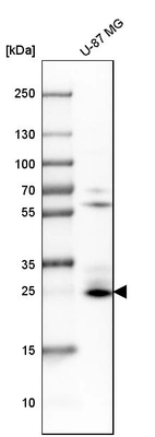 Western blot analysis in human cell line U-87 MG.