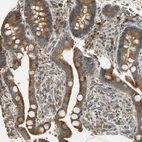 Anti-STX18 Antibody