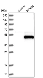 Western blot analysis in control (vector only transfected HEK293T lysate) and SPARC over-expression lysate (Co-expressed with a C-terminal myc-DDK tag (~3.1 kDa) in mammalian HEK293T cells, LY418873).